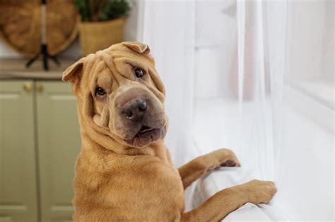 shar pei cost|shar pei ownership cost.